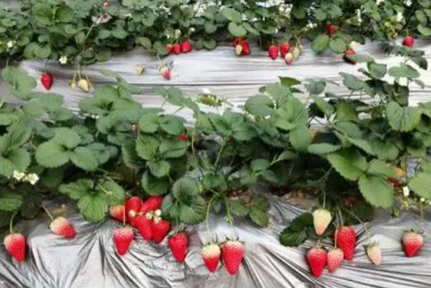 2022青岛哪里有草莓采摘园 草莓采摘地推荐
