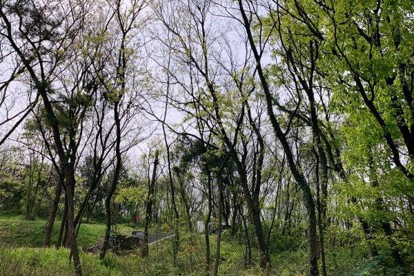 南京老山國(guó)家森林公園要門票嗎 - 簡(jiǎn)介 - 游玩攻略