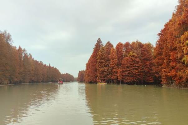 上海可以帶寵物去玩的公園 帶毛孩子出去玩