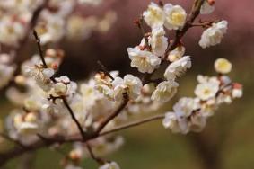 無錫賞梅花在幾月份 無錫梅園梅花什么時候開