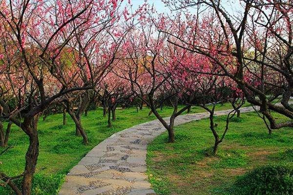 無錫賞梅花在幾月份 無錫梅園梅花什么時候開