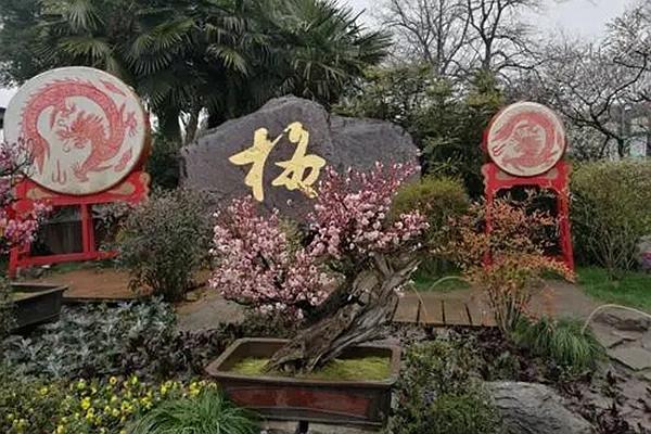 無錫賞梅花在幾月份 無錫梅園梅花什么時候開