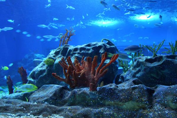 天津海洋馆门票多少钱2022 天津海洋馆有什么动物