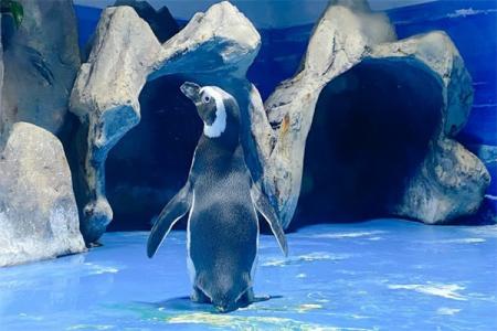 2022青岛水族馆简介 - 门票 - 景区介绍