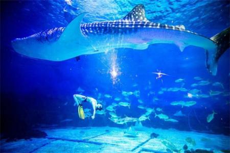 2022青岛水族馆简介 - 门票 - 景区介绍