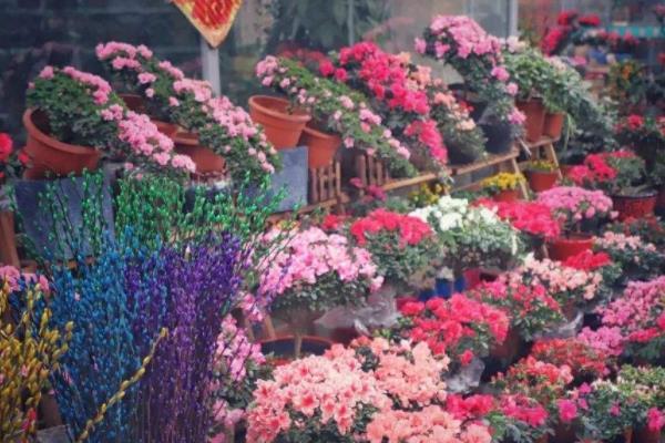 2022福州国艺花鸟市场春节花市营业时间 年宵花种类有哪些