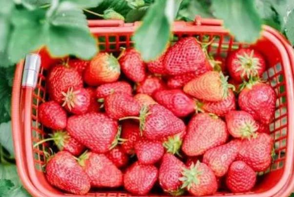 上海哪有摘草莓的地方 周末采草莓指南