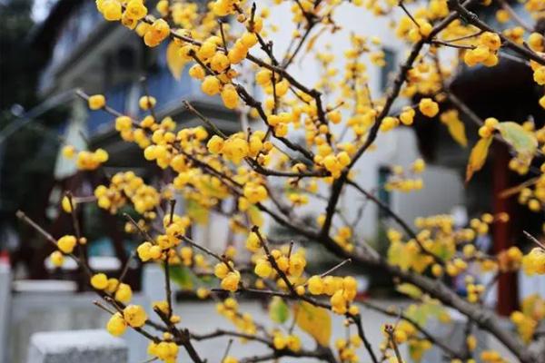 杭州植物园梅花开了吗2022 杭州植物园梅花几月开