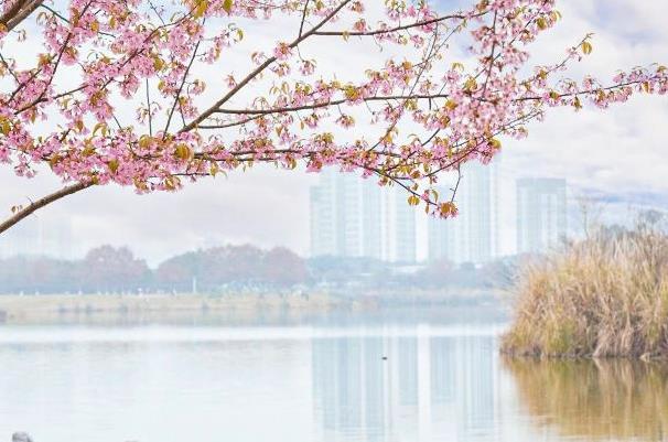成都青龙湖湿地公园动樱花观赏攻略 冬天的樱花开了
