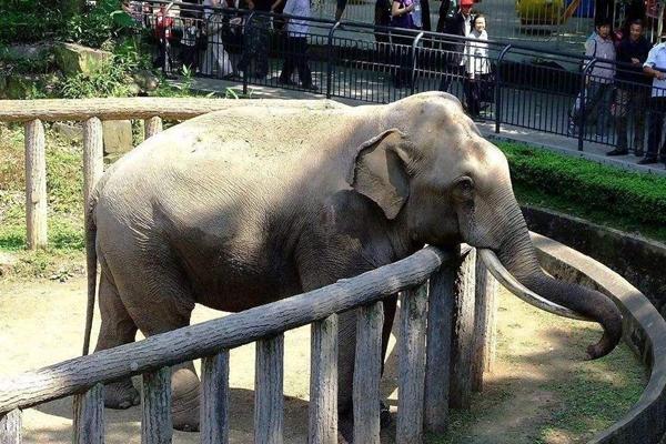 2022受疫情影响天津动物园暂停对外开放