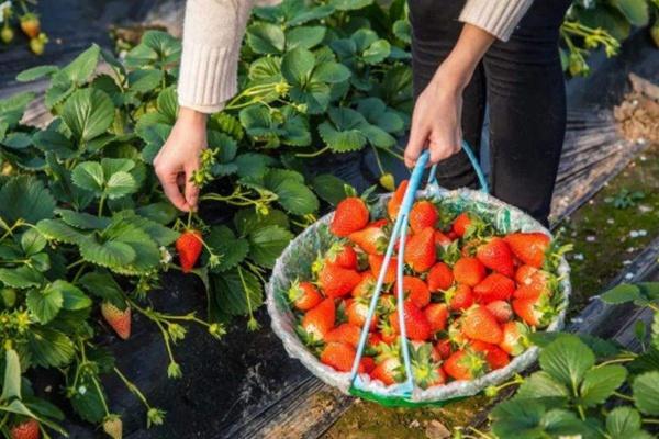 重庆哪有摘草莓的地方2022