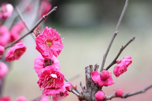 2024重庆看红梅花的地方在哪里 附赏花时间