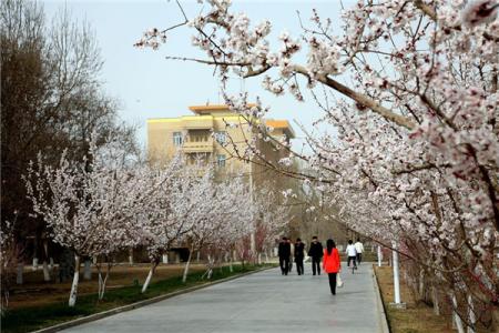 2022塔里木大学游玩攻略 - 地址 - 交通 - 景区介绍