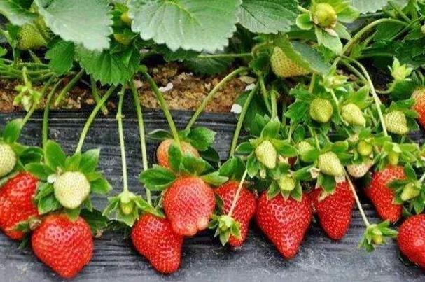 成都冬天哪里可以摘草莓 草莓采摘攻略