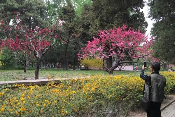 北京天坛公园门票价格 北京天坛公园春季有哪些花