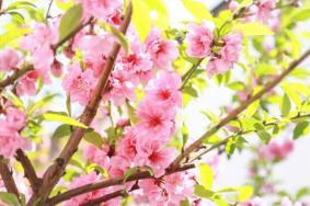 福州哪里有樱花可以看 福州有樱花的旅游景点