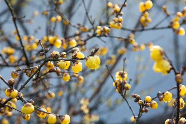 重慶春節(jié)一日游去哪里好玩