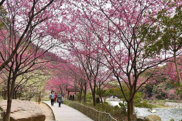 福州春季赏花攻略2022 去哪里赏花
