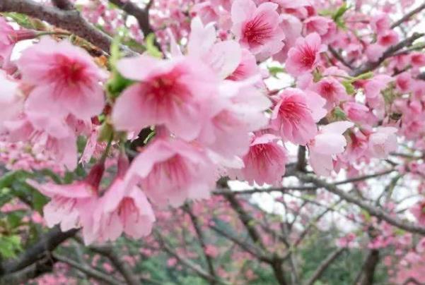 福州春季赏花攻略2022 去哪里赏花