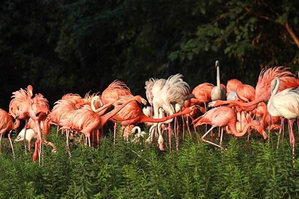 上海野生動物園門票優惠政策2022