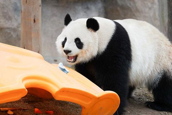 上海野生动物园攻略表 各场馆展示时间是几点