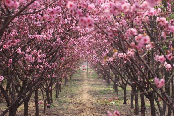 2022廣州看桃花的地方在哪里 廣州賞桃花的地方