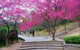 福州櫻花園在哪里 櫻花景區有哪些