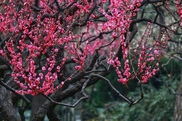 2022蘇州園林賞梅在哪個園 蘇州園林梅花景點推薦