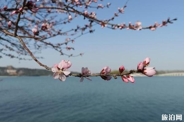 春天颐和园赏花地点推荐