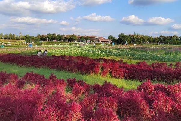 2022武汉花博汇春节开放吗 有哪些活动