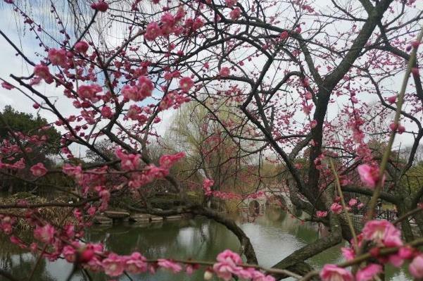 2022杭州超山風(fēng)景區(qū)門票優(yōu)惠