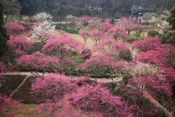 蘇州賞梅好去處盤點 蘇州看梅花哪里比較好