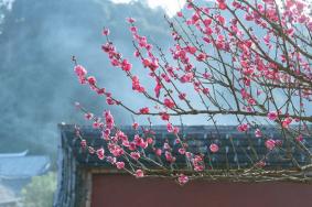 漳州梅花哪里可以看 漳州附近免費賞梅景點