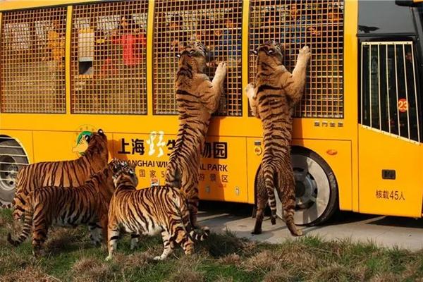 上海野生动物园怎么去 上海野生动物园交通指南