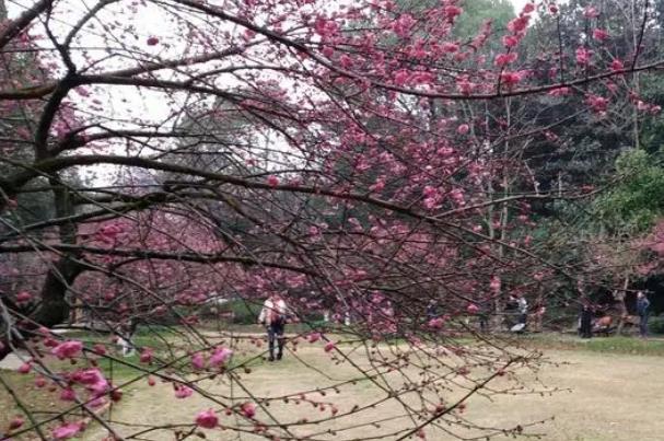 2022湖南省植物园梅花开了吗及最佳观赏时间