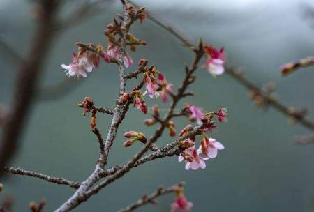 2022湖南省植物园梅花开了吗及最佳观赏时间