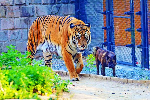 2022北京動物園西北門自1月27日起暫時關閉通告