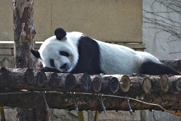 2022北京動物園西北門自1月27日起暫時關閉通告