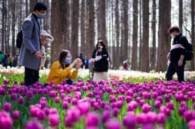 南京春節去哪賞花比較好 南京春節賞花好去處