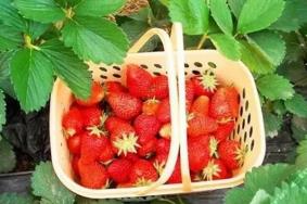 南京哪里有摘草莓的地方-南京草莓基地汇总