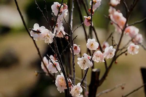 广州看梅花最好地方 广州去哪里看梅花