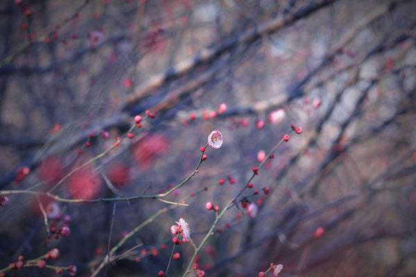 廣州看梅花最好地方 廣州去哪里看梅花