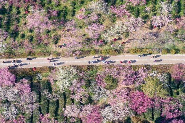 2022南京梅花山梅花几月份开现在开了吗