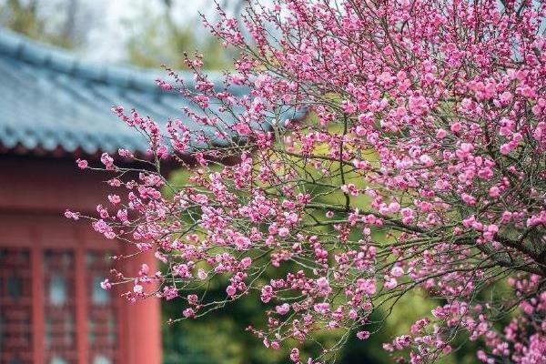 南京玄武湖梅花开了吗 最佳观赏期是什么时候