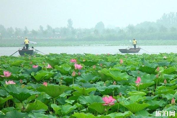 白洋淀和衡水湖哪個好玩?它們之間有什么區別?