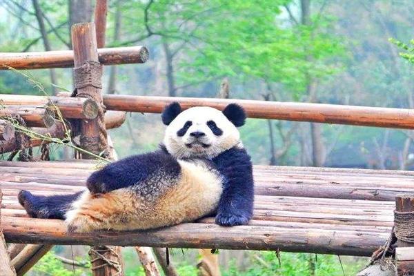 2022成都大熊猫基地春节开放吗 春节限流公告