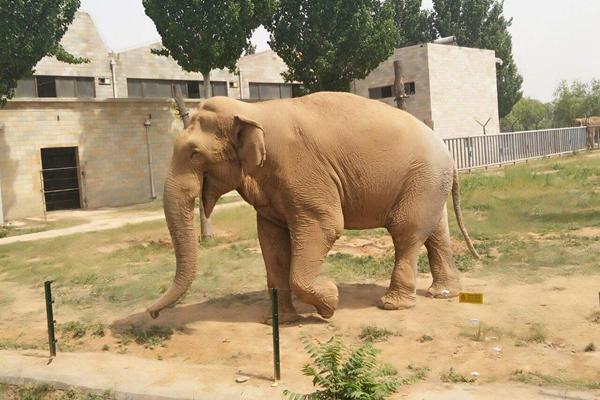 2022石家莊動物園春節時期開放嗎 門票多少錢一張