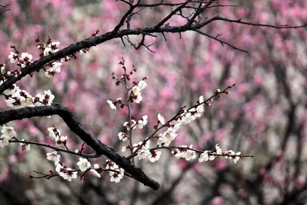 绵阳哪里可以看梅花 绵阳最佳赏梅地点