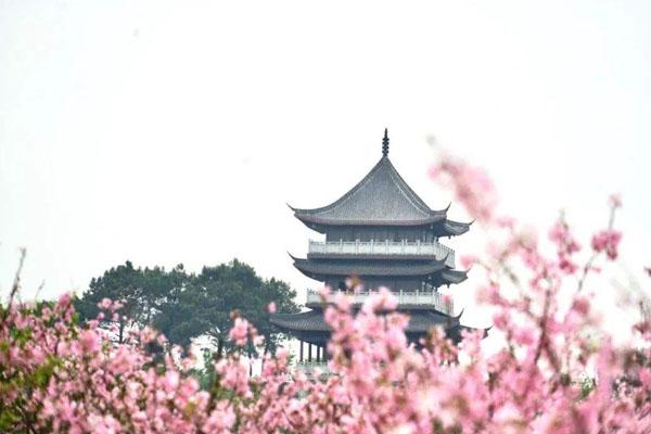 2022南宁青秀山樱花几时开 附最佳观赏地点