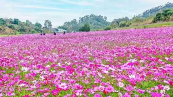 2022东莞春节赏花的景点有哪些
